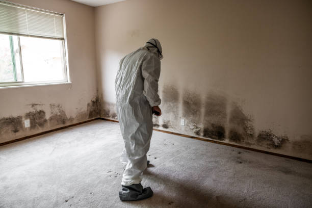 Mold Remediation for Rental Properties in Valley Stream, NY